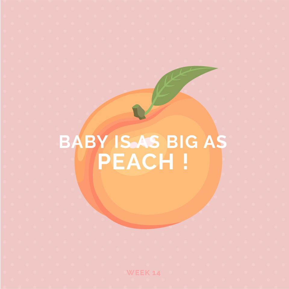 Pregnancy Week 14 Bunne Mamalade pregnancy-week-14-bunne-mamalade