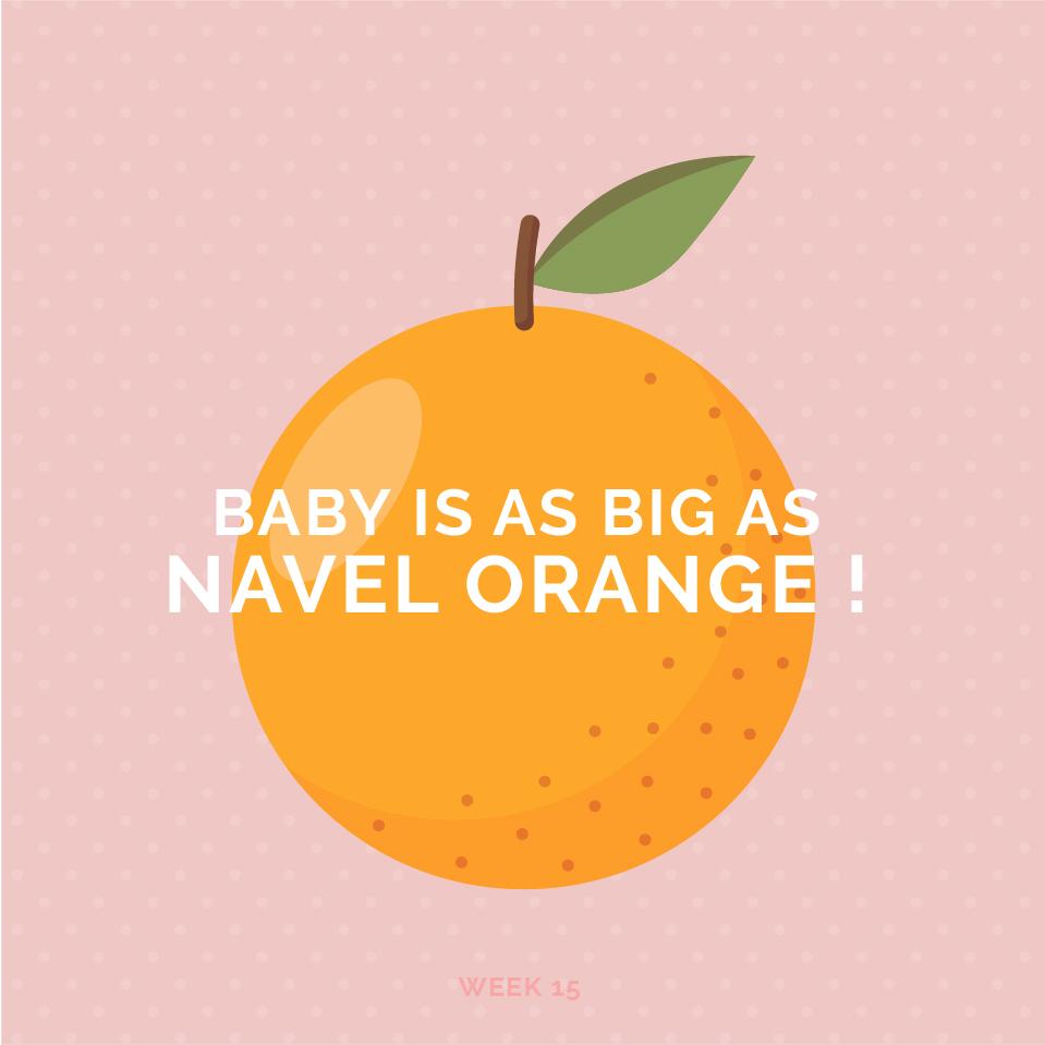 Pregnancy Week 15