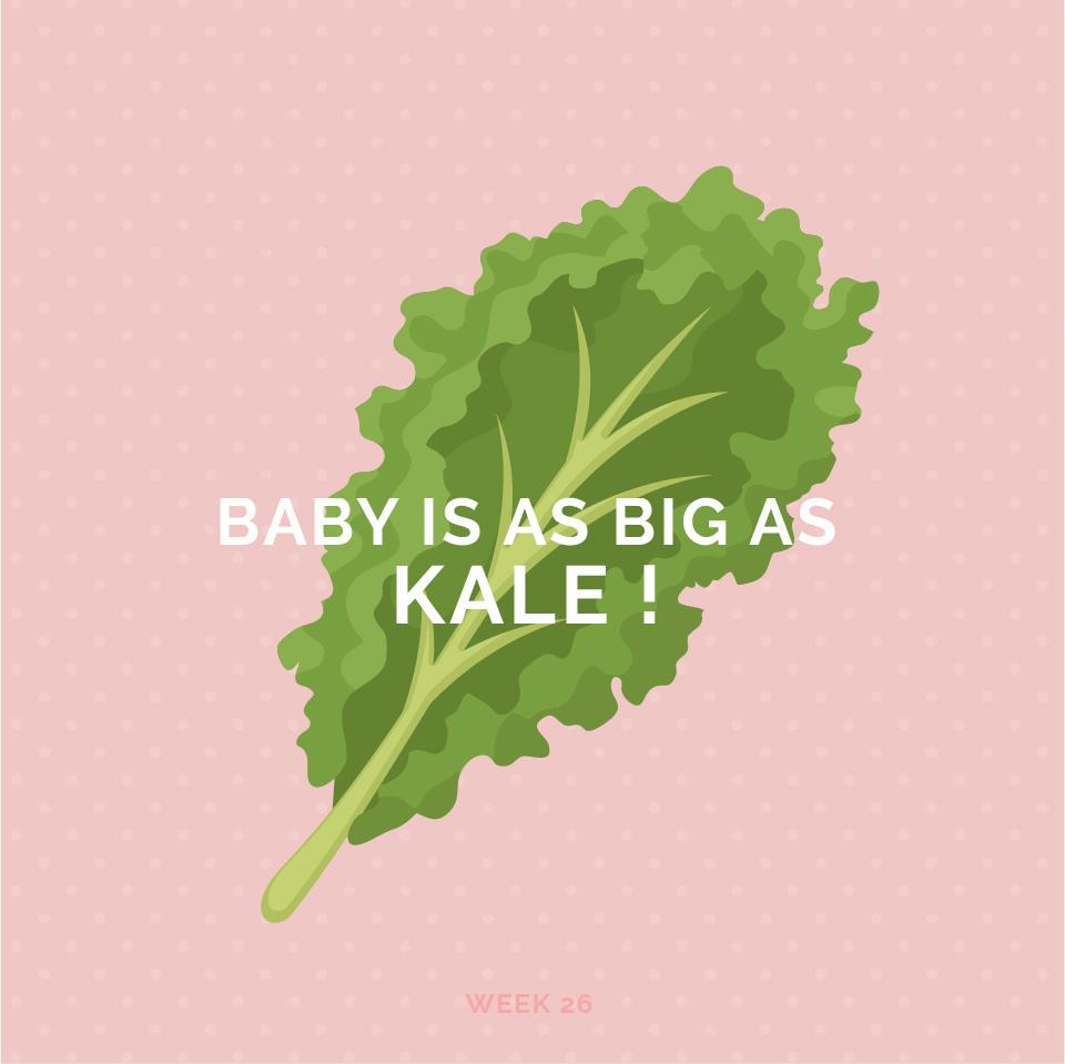 Pregnancy week 26